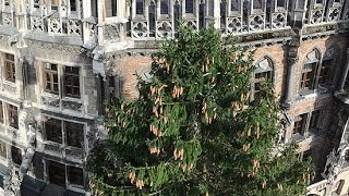 vorgestellt Christbaum 2014 aus Kochel auf dem Münchner Marienplatz [upl. by Yesnyl]