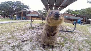 World Happiest Animal Quokka on Rottnest Island Perth [upl. by Annirac135]