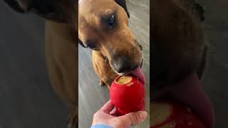 20242711 Dixie LaCasse loving her PB kong [upl. by Cilegna]