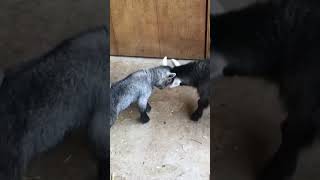 Get ready to rumble goat babygoats cute baby farming goatfarm [upl. by Aekal430]