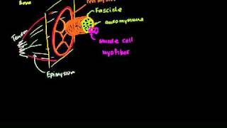 Anatomy of a muscle cell in Bangla [upl. by Anissa]