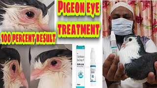 Pigeons eye treatment  Kabutar Ki Aankh Ka Ilaj  100 Percent result [upl. by Mikah601]