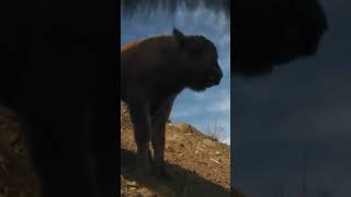 Criando Cachorros de Lobo en el Salvaje Yellowstone [upl. by Zucker618]