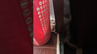 The weirdest guinea pigs position 😳 🤣 guineapigs cutepets cuteanimals funnypets [upl. by Mani]