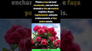 Rosas Dicas de Cultivo shorts rosas dicas [upl. by Ydak]