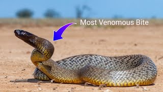 BITTEN by a Venomous Inland Taipan [upl. by Atiek]