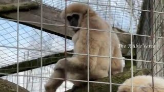 Monkey at Hamerton Zoo Park [upl. by Anesuza]