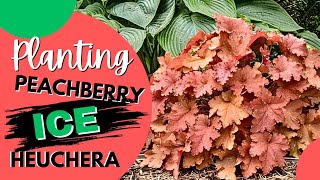 Planting Peachberry Ice Heuchera  Coral Bells by Proven Winners  Preview of Halloween Decorations [upl. by Aneehsor]