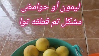 ليمون أو حوامض مشكل تم قطفه تواMixed lemons have just been picked [upl. by Dedie277]