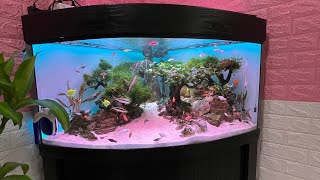 Juwel Trigon 190L Bonsai Aquarium Tank [upl. by Adnilahs]