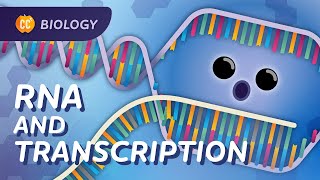 Transcription How mRNA Helped Save Lives Crash Course Biology 34 [upl. by Otanutrof]