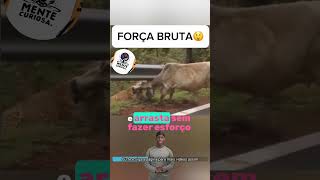 Força Bruta 😮sabedoriacuriosa curiosidades fatoscuriosos natureza conhecimento documentario [upl. by Shaum658]