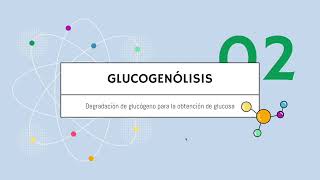 Gluconeogénesis y Glucogenólisis [upl. by Salta]