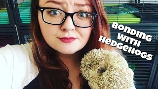 Hedgehog Care Bonding Tips amp Tricks [upl. by Atteval99]