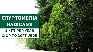 Cryptomeria Radicans  or Cryptomeria Japonica  Lush Foliage for Stunning Privacy [upl. by Larissa]