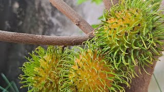 Yummy rambutans  peeling sweet rambutans usa fruitnation fruit fruitcutting fruitworld fyp [upl. by Occir]