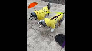 Just a couple of Oregonian dogs out on a walk australianshepherd pomsky rainyday dograincoat [upl. by Ravert]