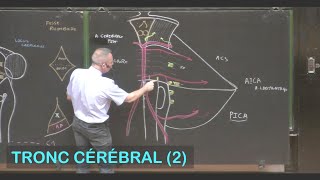 Anatomie du tronc cérébral 2 Neuroanatomie 4 [upl. by Sulecram]