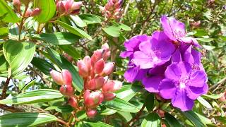 Tibouchina semidecandra seed pods  princess flower  lasiandra  glory bushes HD 06 [upl. by Llerot]