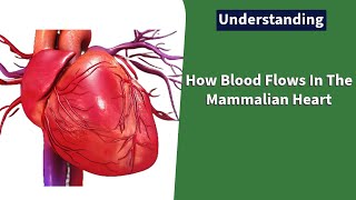 How Blood Flows In The Mammalian Heart [upl. by Noitna]