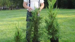 Fast Growing Trees Growth rate of Leyland Cypresses [upl. by Freeland]