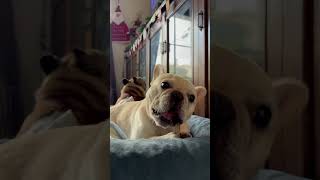 japan yokosuka frenchbulldog frenchiesofyoutube puppy [upl. by Hardner]