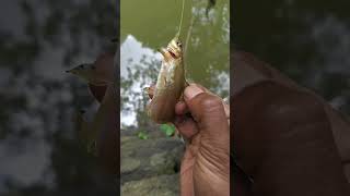 Randamathe pravishava ith parayanne 😁 fishing youtubeshorts fish angler [upl. by Zebe450]