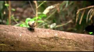 Magnificent Riflebird mating dance [upl. by Merrie]