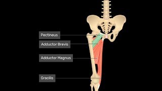 Exercise for the pectineus groin muscle [upl. by Miehar]