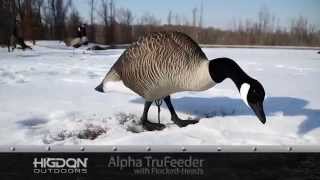 Alpha Full Body Goose Decoys  Higdon Outdoors [upl. by Richlad349]