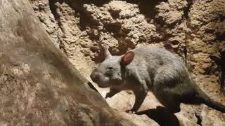 Ratas Gambianas en BIOPARC Valencia [upl. by Ahsitra]