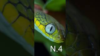 Quale di questi serpenti é pericoloso per luomo snake serpente vipersnake curiosità serpent [upl. by Ymmaj]