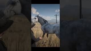 Red Dead Redemption 2 Dapple Grey Thoroughbred Horse [upl. by Melly868]