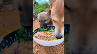 Dogs Eat Noodles Feed Dogs China Pastoral [upl. by Osbert421]