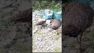 beautiful peahen 🦚babies flybirds birdlovers [upl. by Lumbye623]