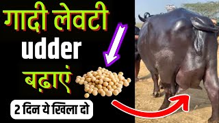 🐄2 दिन में गाय भैंस कि गादी लेवटी बढ़ाएं👌bhains ka udder kaise badhaye भैंस की गादी कैसे बढ़ाएं ✌️ [upl. by Salamanca166]