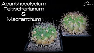 Cactus Repotting  Acanthocalycium Peitscherianum amp Macranthum  Care Tips [upl. by Halli933]