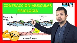 CONTRACCIÓN MUSCULAR FISIOLOGÍA GUYTON explicada FACIL ✅ [upl. by Oivlis384]