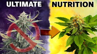 Everything you need to know about Cannabis nutrition [upl. by Doner]