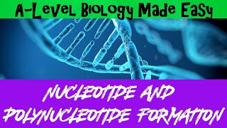 Nucleotide and Polynucleotide formation  A Level Biology Made Easy [upl. by Sirtaeb]