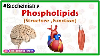 Phospholipids Structure Function  Types  Animation  Medical Biochemistry [upl. by Leunamnauj]