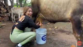 Ordenando la vaca  Cow milking by hand cowmilking dairyfarming [upl. by Sokcin]