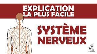 lexplication la plus facile  le Système Nerveux [upl. by Eseryt312]