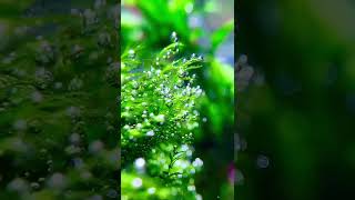 Pearling Phoenix moss moss aquariums fishtank ￼ [upl. by Nivle553]