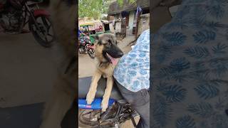 Para hela  nijara  odia music 🎵🎵 Dog 🐕 lover [upl. by Eniloj]