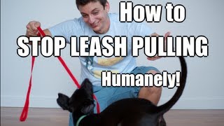 How to Train Your Dog to NOT PULL on the Leash [upl. by Leunamesoj]