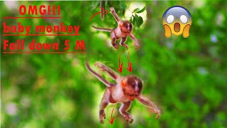 GodHelp P00R Milton baby monkey falling down from the tree and was a group​ ​berry​ child​ kdnap [upl. by Fernando]