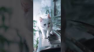 Cat on Piano [upl. by Ellennej880]