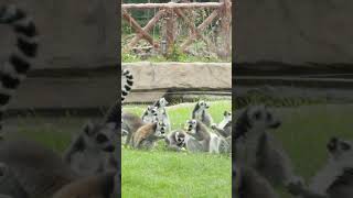 Ring tailed Lemurs have dinner together [upl. by Alyahsal496]