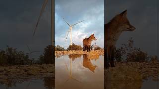 Wind farm amp 🦊🦊☃️ greenenergy nature turbine 💨 [upl. by Athelstan]